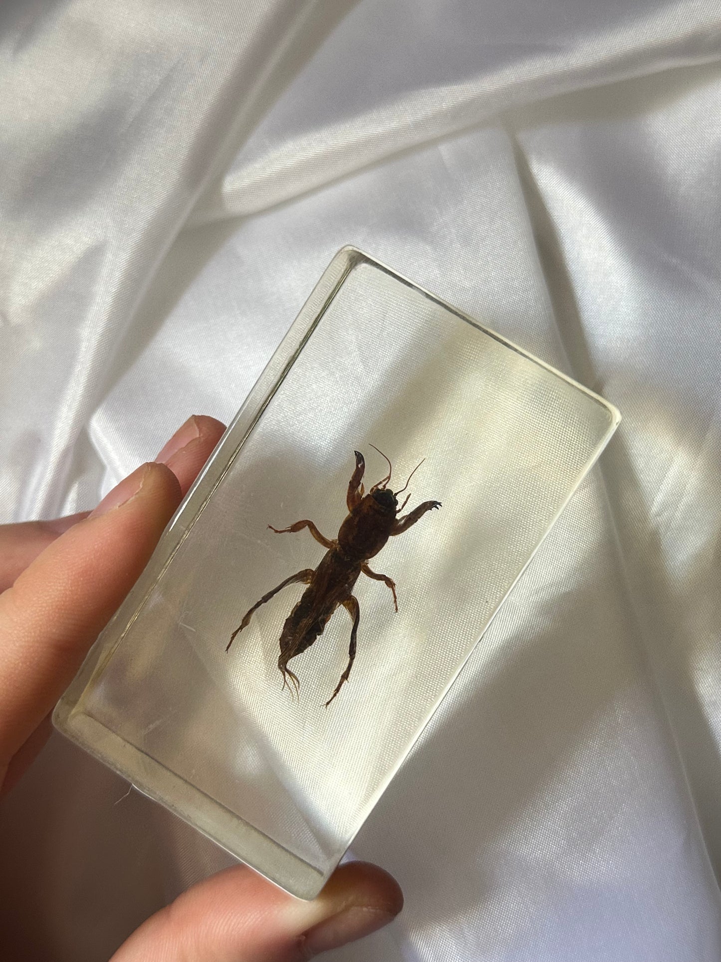 Mole cricket in resin