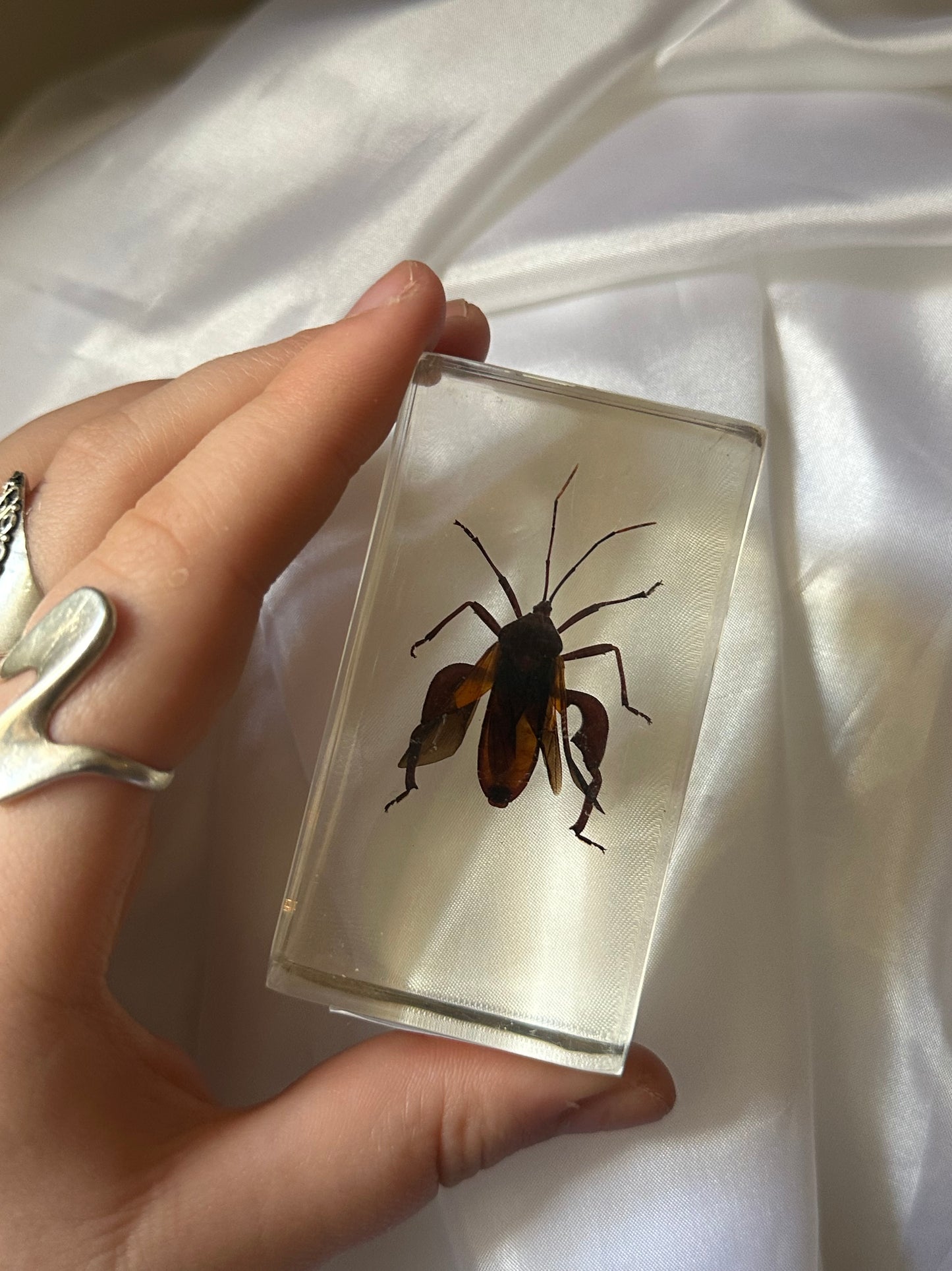 Water bug in resin