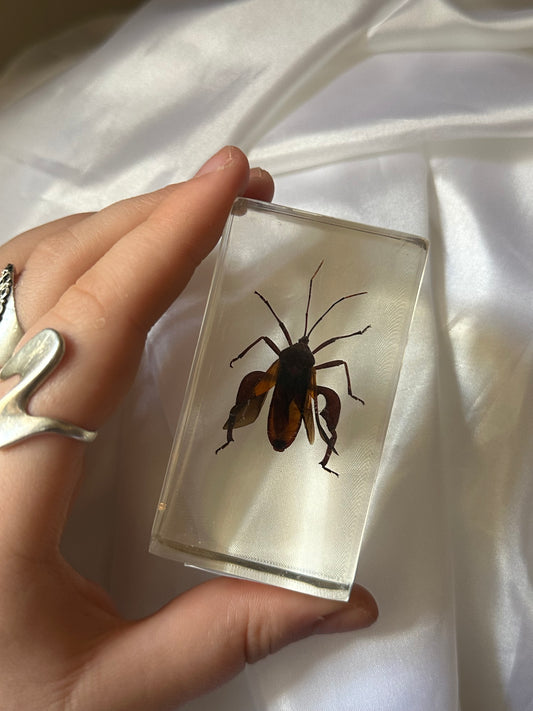 Water bug in resin