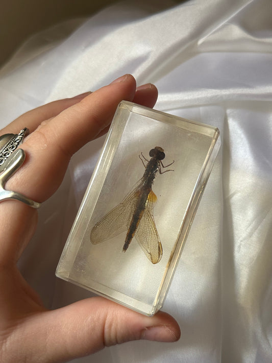 Dragonfly in resin
