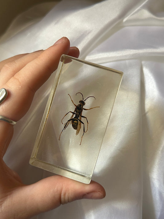 Asian hornet in resin