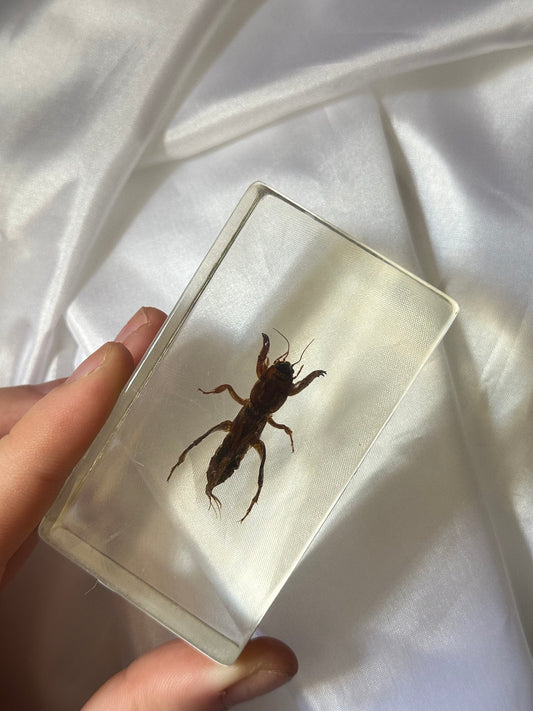 Mole cricket in resin