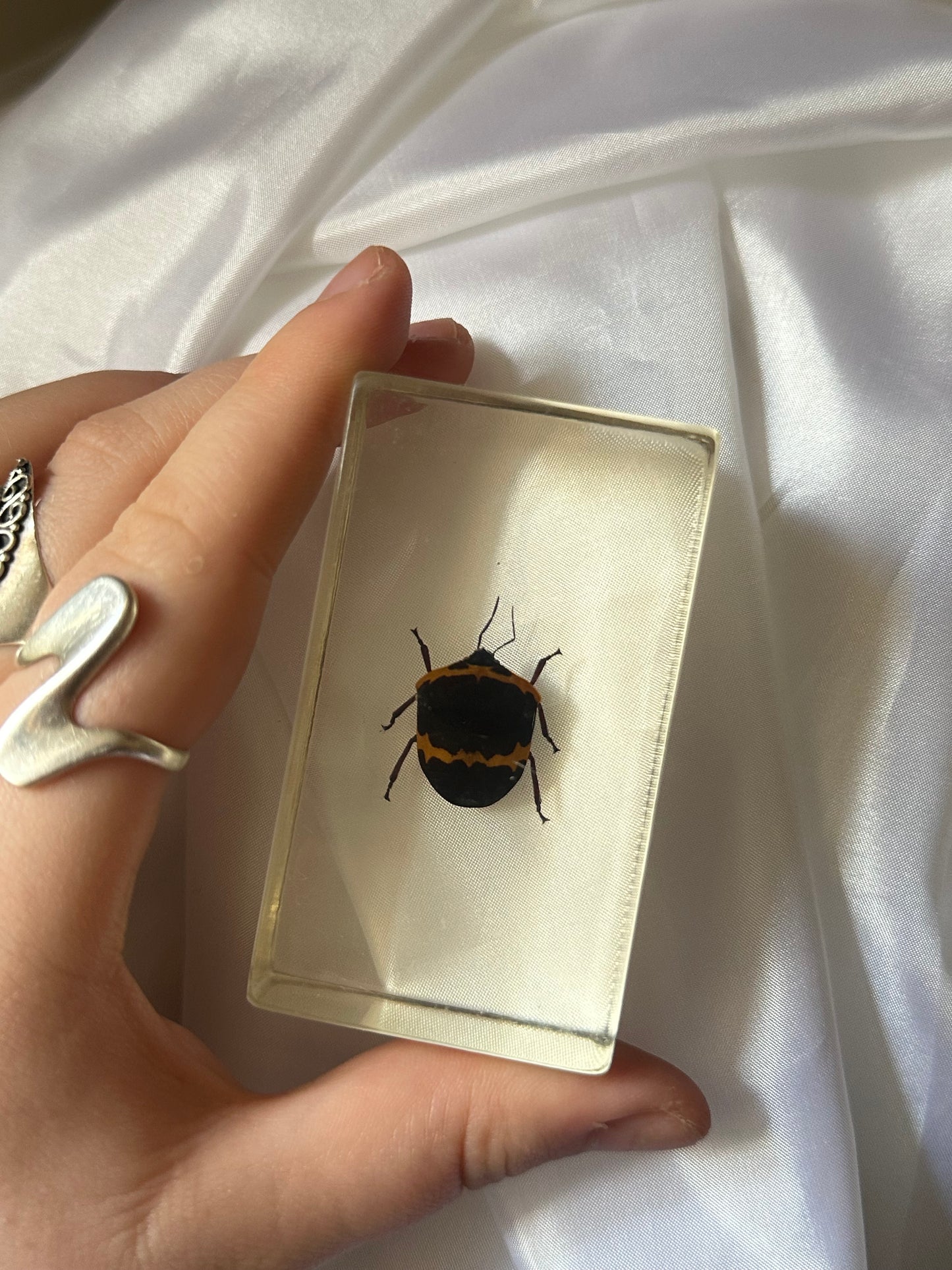 Sun beetle in resin