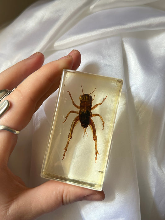 Cricket in resin